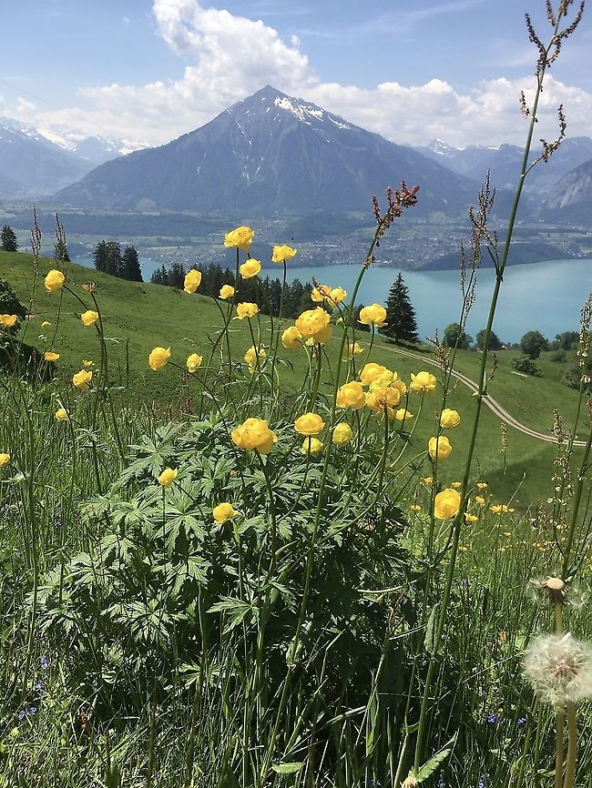 Trollius europaeus Europäische Trollblume  Geotagged,GlobeflowerTrollius europaeus,Switzerland,Trollius europaeus
