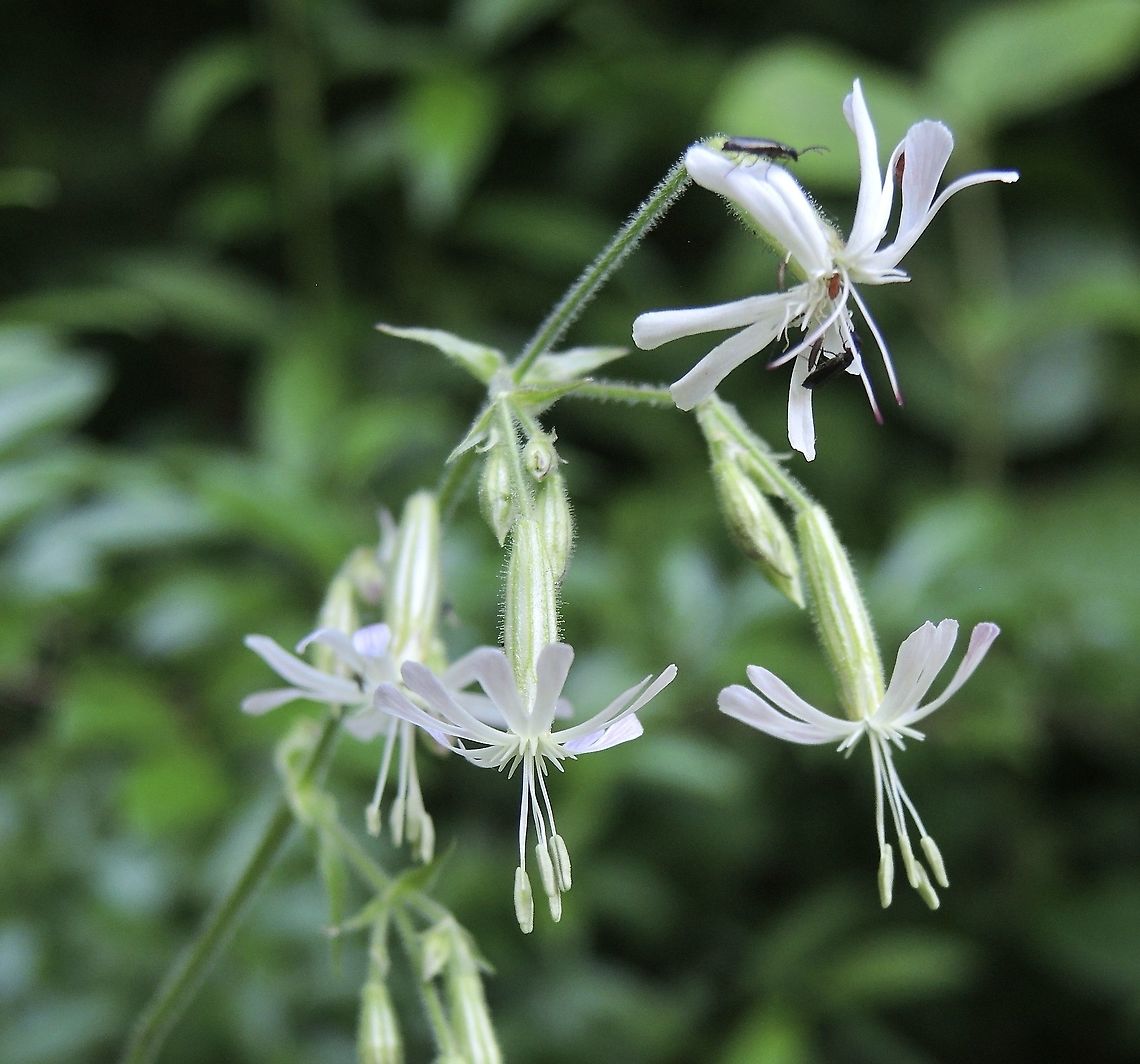 Silene nutans Nickendes Leimkraut  Geotagged,Silene nutans,Spring,Switzerland