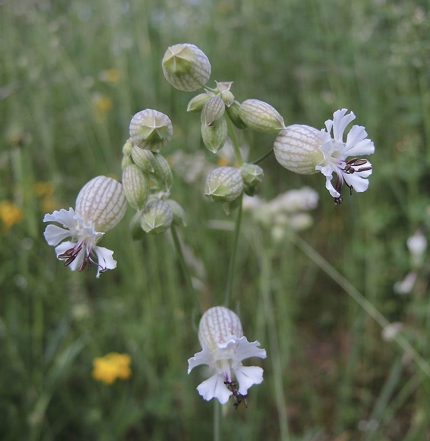 Silene vulgaris Taubenkropf-Leimkraut  Bladder Campion,Geotagged,Silene vulgaris,Spring,Switzerland