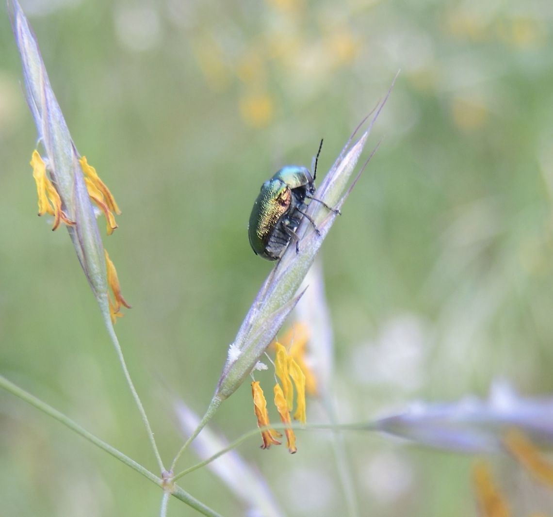 Bromus erctus Trespe mit Käfer  Bromus erctus,Bromus erectus,Geotagged,Spring,Switzerland