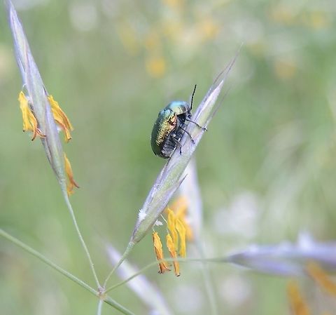 Bromus erctus Trespe mit Käfer  Bromus erctus,Bromus erectus,Geotagged,Spring,Switzerland