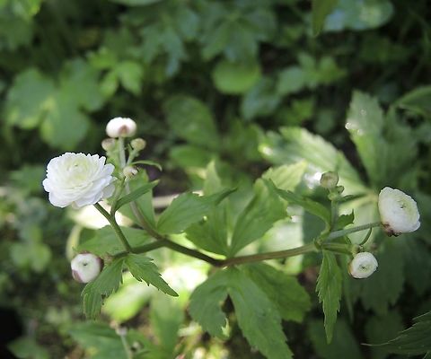Aconite-leaved Buttercup