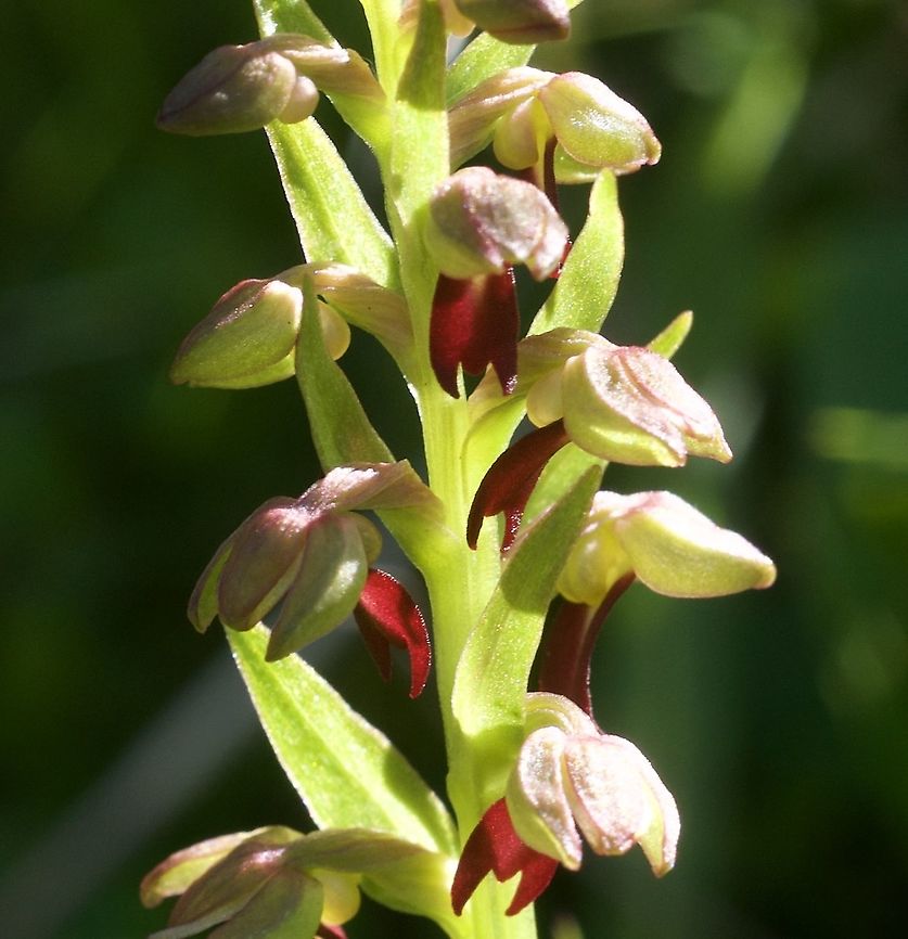 Coleoglossum viride Grüne Hohlzunge  Coeloglossum viride,Frog orchid orlong-bracted orchid,Geotagged,Spring,Switzerland