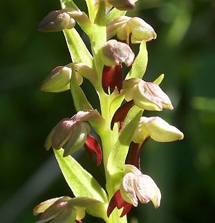 Coleoglossum viride Grüne Hohlzunge  Coeloglossum viride,Frog orchid orlong-bracted orchid,Geotagged,Spring,Switzerland