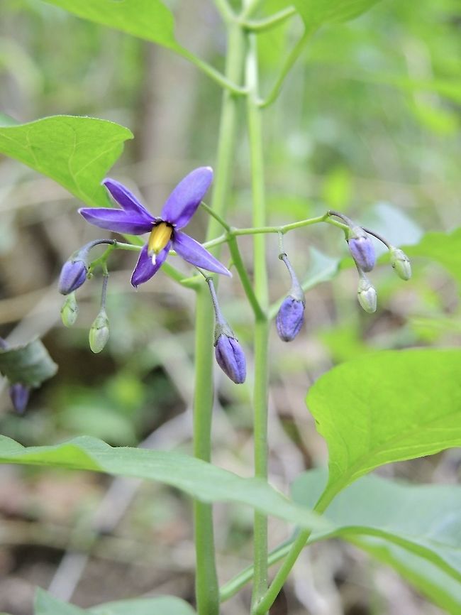 Solanum dulcamara L. Bittersüsser Nachtschatten  Bittersweet nightshade,Geotagged,Solanum dulcamara,Spring,Switzerland