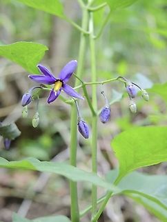 Solanum dulcamara L. Bittersüsser Nachtschatten  Bittersweet nightshade,Geotagged,Solanum dulcamara,Spring,Switzerland