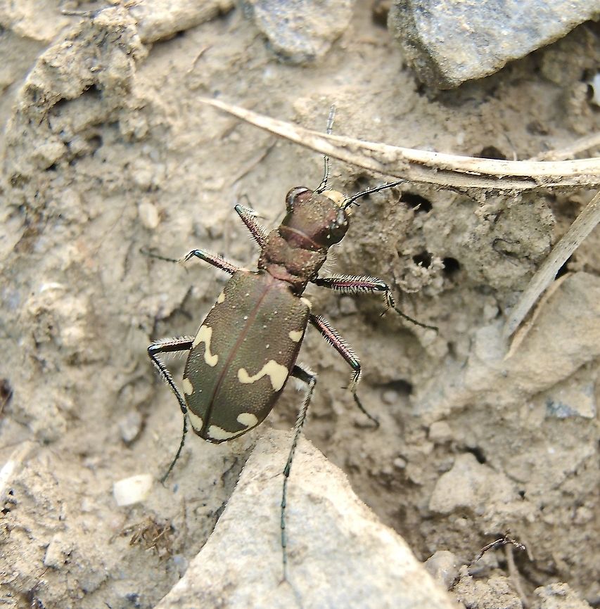 Cicindela silvicola - Berg-Sandlaufkäfer  Cicindela silvicola,Cicindela sylvicola,Geotagged,Spring,Switzerland