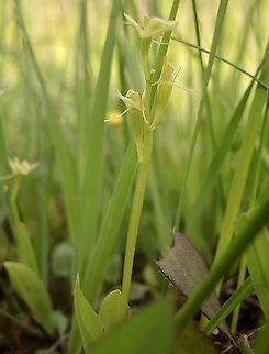 Fen Orchid