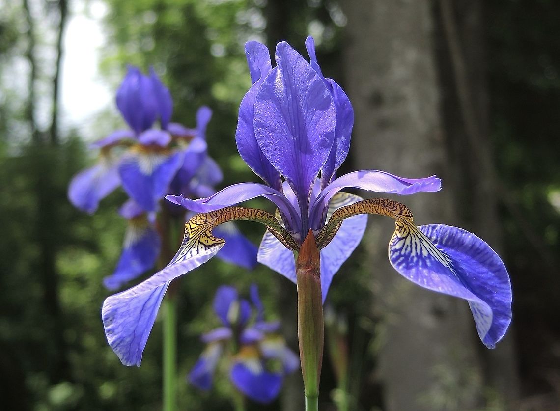 Iris siberica Sibirische Schwerlilie A wonderful creation! I found them outside of our village, near the wood.<br />
Maybe they were released into the wild throug garden waste. Geotagged,Iris sibirica,Siberian iris,Spring,Switzerland