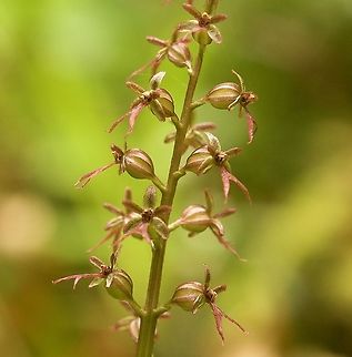 Listera cordata Kleines Zweiblatt  Geotagged,Lesser Twayblade,Neottia cordata,Summer,Switzerland