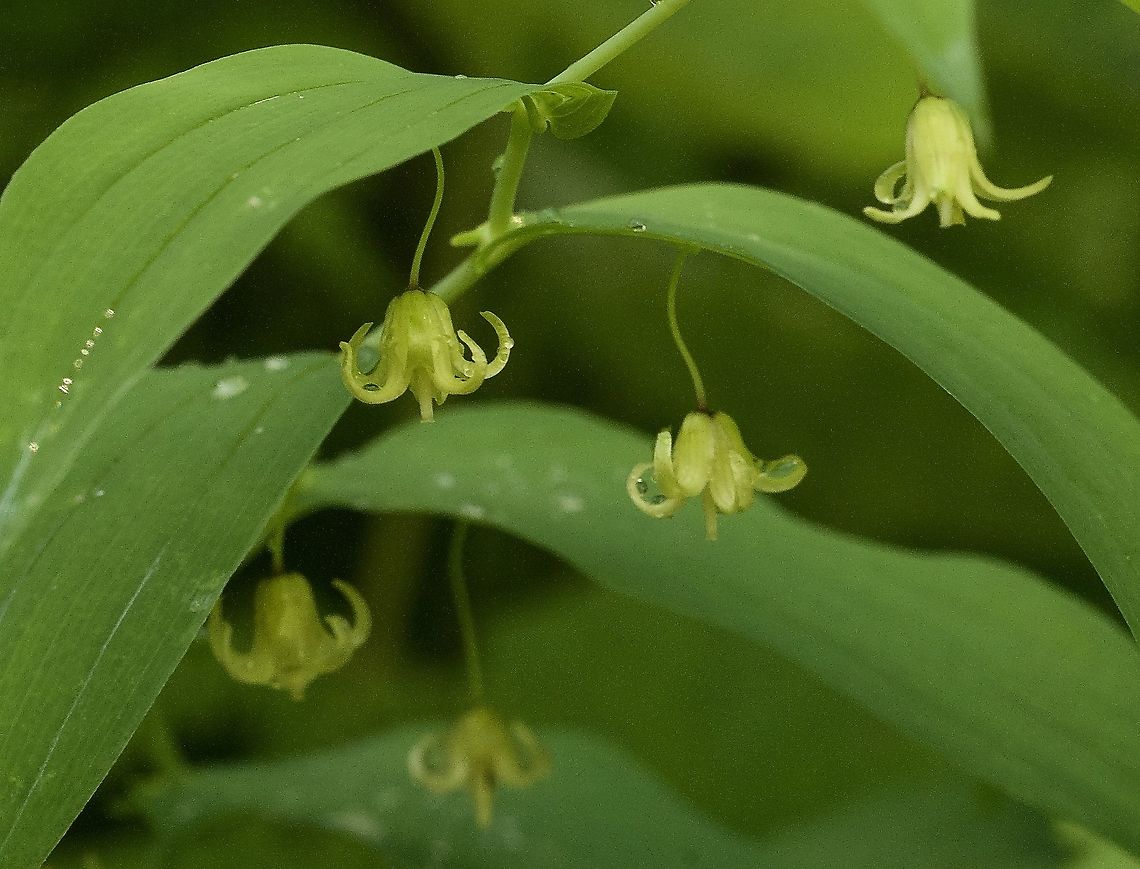 Streptopus amplexifolius Knotenfuss  Clasping twisted stalk,Geotagged,Streptopus amplexifolius,Summer,Switzerland