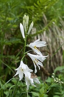 Paradisea liliastrum Weisse Trichterlilie  Geotagged,Paradisea liliastrum,Summer,Switzerland