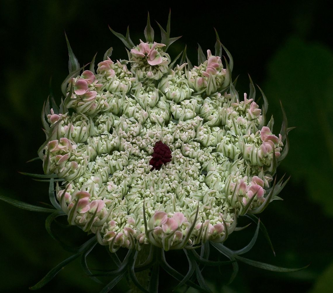 Daucus carota Wilde Möhre  Daucus carota,Geotagged,Summer,Switzerland,Wild carrot