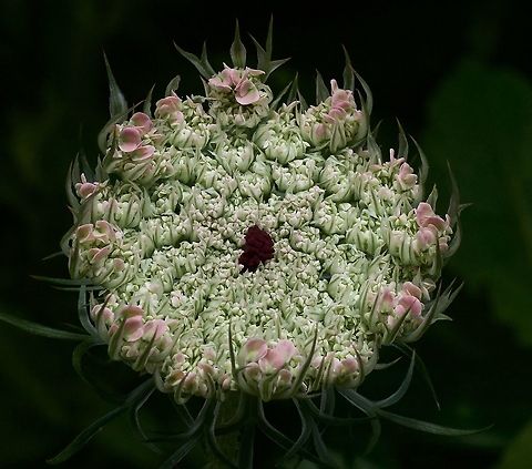 Daucus carota Wilde M&ouml;hre  Daucus carota,Geotagged,Summer,Switzerland,Wild carrot