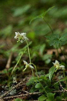 Moneses uniflora Moosauge  Geotagged,Moneses uniflora,Summer,Switzerland