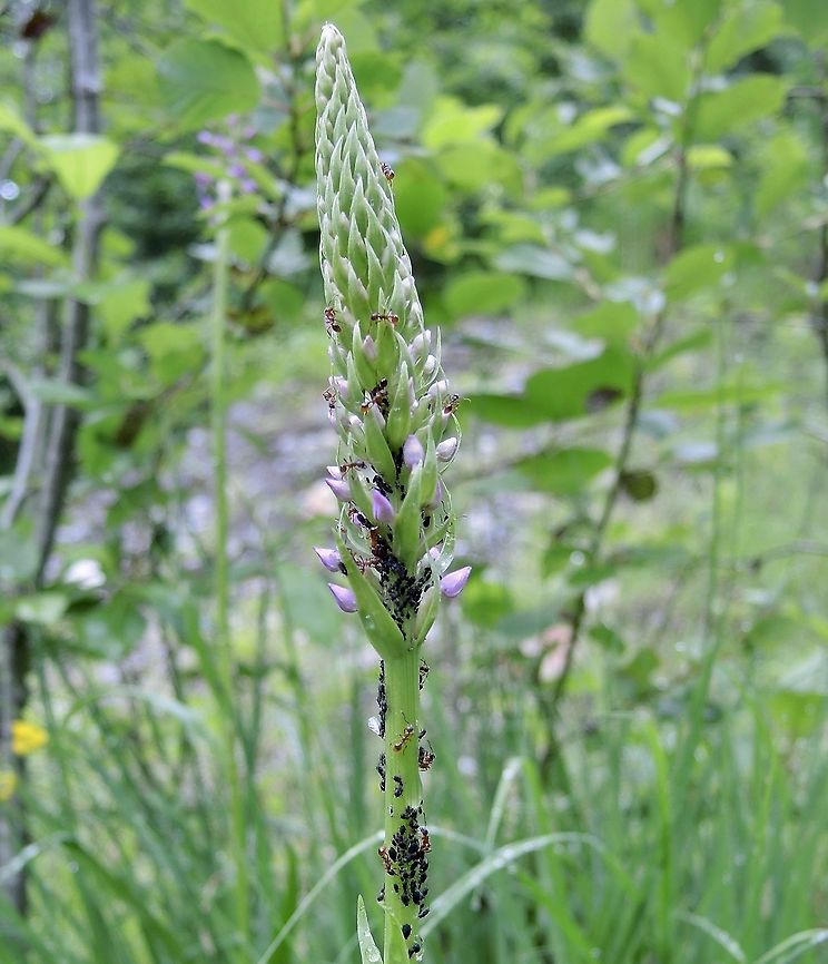 Gymnadenia conopsea Mückenhändelwurz Ants &quot;milk&quot; leaf aphids for the honeydew. Fragrant orchid,Geotagged,Gymnadenia conopsea,Summer,Switzerland