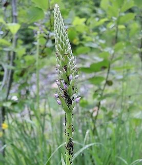 Gymnadenia conopsea Mückenhändelwurz Ants "milk" leaf aphids for the honeydew. Fragrant orchid,Geotagged,Gymnadenia conopsea,Summer,Switzerland