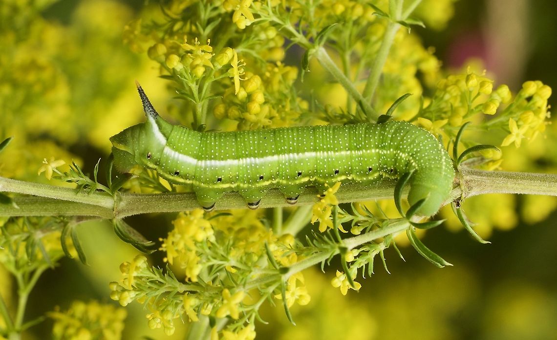 Macroglossum stellatarum Taubenschwänzchen Caterpillar on forage plant (Galium verrum) Geotagged,Hummingbird hawk-moth,Macroglossum stellatarum,Summer,Switzerland
