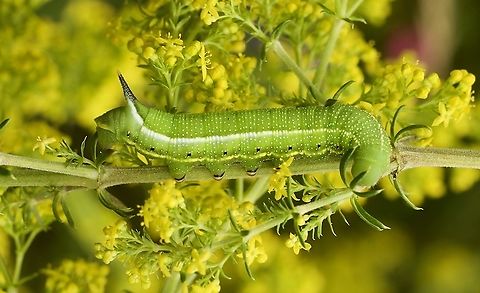 Macroglossum stellatarum Taubenschwänzchen Caterpillar on forage plant (Galium verrum) Geotagged,Hummingbird hawk-moth,Macroglossum stellatarum,Summer,Switzerland