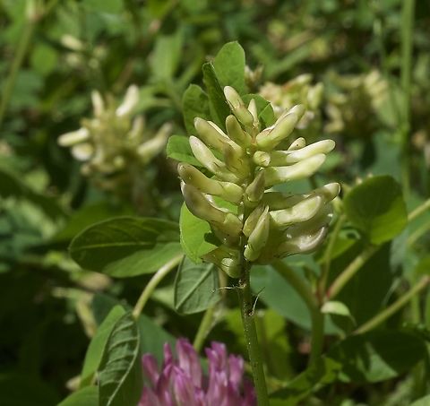Astragalus glycyphyllos Süsser Tragant  Astragalus glycyphyllos,Geotagged,Summer,Switzerland