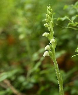 Creeping Lady's-tresses