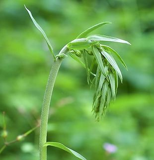 Epipactis helleborine Rundbl&auml;ttrige Stendelwurz  Broad-leaved Helleborine,Epipactis helleborine,Geotagged,Summer,Switzerland