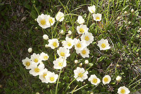 Dryas octopetala Silberwurz  Dryas octopetala,Geotagged,Summer,Switzerland