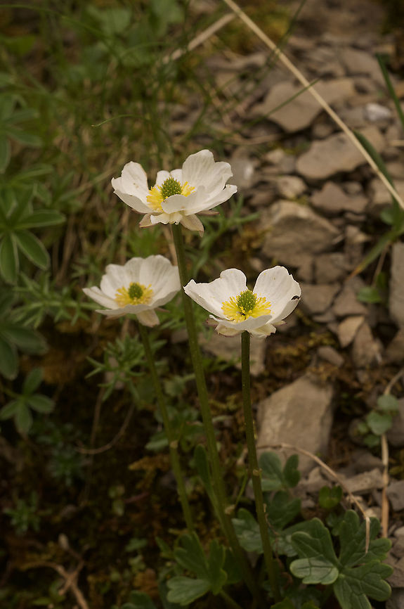 Ranunculus alpestris Alpen-Hahnenfuss  Alpine Crowfoot,Geotagged,Ranunculus alpestris,Summer,Switzerland
