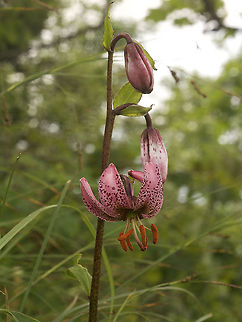 Lilium martagon Türkenbund Geotagged,Lilium martagon,Martagon Lily,Summer,Switzerland