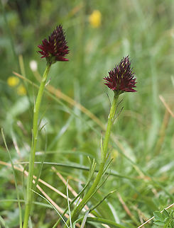 Nigritella rhellicani Schwarzes Männertreu  Geotagged,Gymnadenia rhellicani,Summer,Switzerland