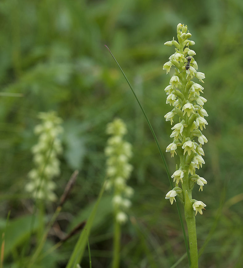 Pseudorchis albida Weisszunge  Geotagged,Pseudorchis,Pseudorchis albida,Summer,Switzerland