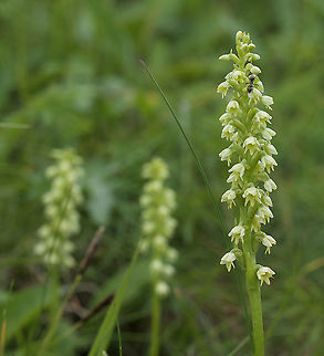 Pseudorchis albida Weisszunge  Geotagged,Pseudorchis,Pseudorchis albida,Summer,Switzerland