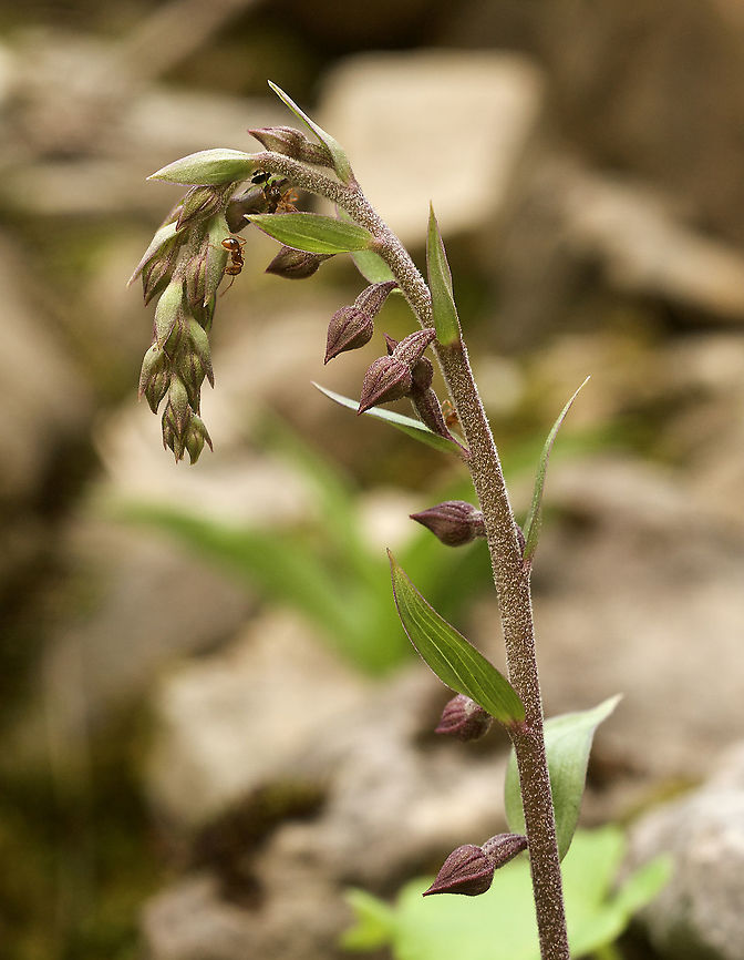Epipactis atrorubens Braunrote Stendelwurz  Dark Red Helleborine,Epipactis atrorubens,Geotagged,Summer,Switzerland