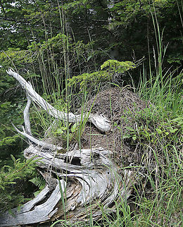 Formica rufa Rote Waldameise  Formica rufa,Geotagged,Southern wood ant,Summer,Switzerland