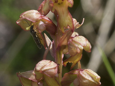 Coeloglossum viride Grüne Hohlzunge Pollinator insect with pollinien at his front Coeloglossum viride,Frog orchid,Geotagged,Summer,Switzerland