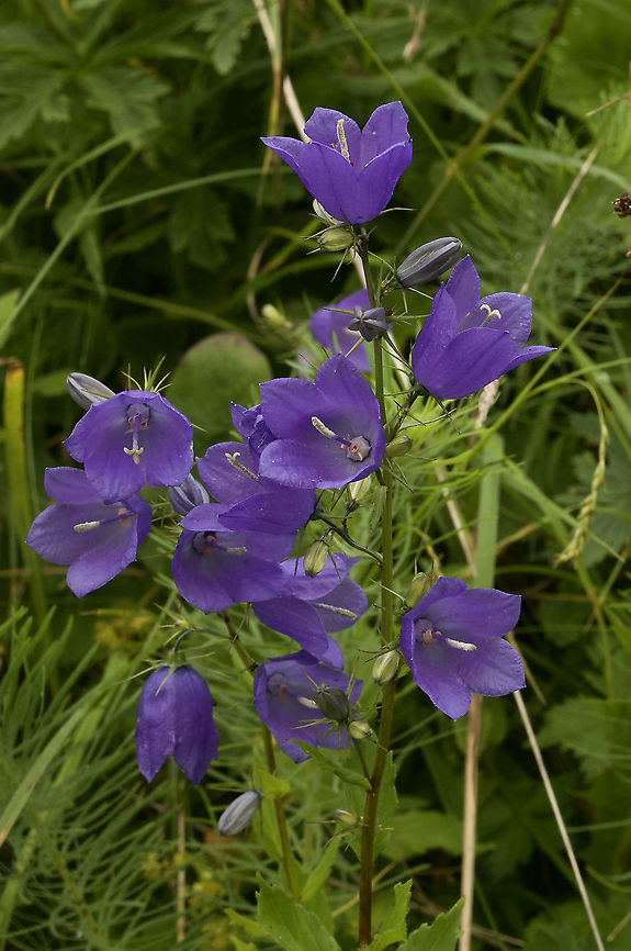 Campanula rhomboidalis Rautenblättrige Glockenblume  Campanula rhomboidalis,Geotagged,Summer,Switzerland,diamond-leaved bellflower