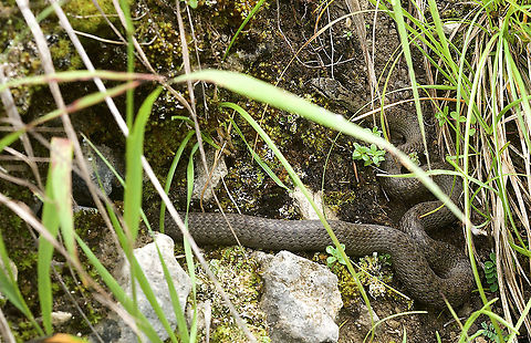 Coronella austriaca Glattnatter Chance meeting: wachting orchids Coronella austriaca,Geotagged,Smooth Snake,Summer,Switzerland