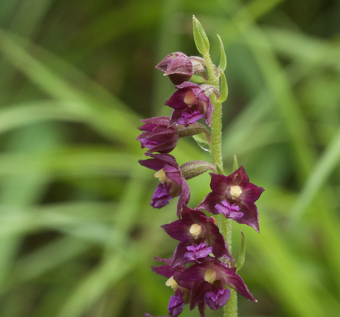 Epipactis atrorubens Braunrote Stendelwurz  Dark Red Helleborine,Epipactis atrorubens,Geotagged,Summer,Switzerland