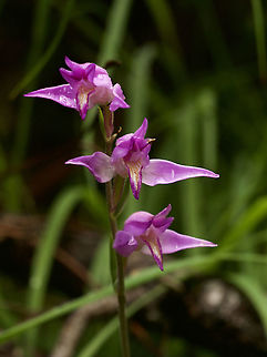 Cephalanthera rubra Rotes Waldv&ouml;gelein  Cephalanthera rubra,Geotagged,Red Helleborine,Summer,Switzerland