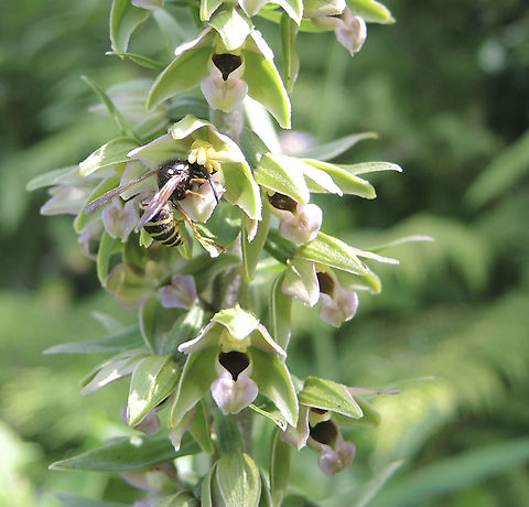 Epipactis helleborine Rundblättrige Stendelwurz Wasp with pollonien on E helleborine Broad-leaved Helleborine,Epipactis helleborine,Geotagged,Summer,Switzerland