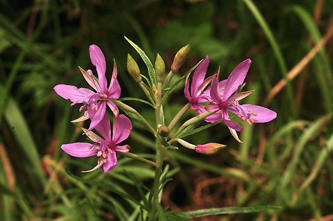 Epilobium dodonaei Rosmarin-Weidenr&ouml;schen  Epilobium dodonaei,Geotagged,Summer,Switzerland