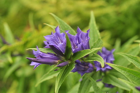 Gentiana asclepiadea Schwalbenwurz-Enzian  Gentiana asclepiadea,Geotagged,Summer,Switzerland