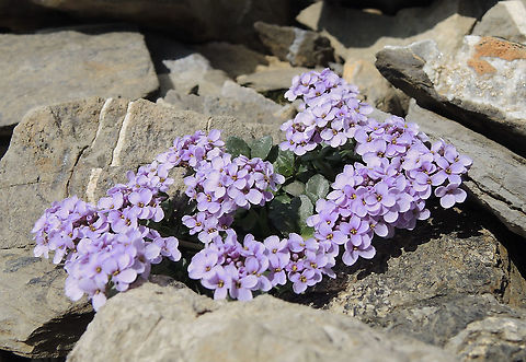 Thlaspi rotundifolium Rundbl&auml;ttriges T&auml;schelkraut  Geotagged,Round-leaved Penny-cress,Rundbl&auml;ttriges T&auml;schelkraut,Summer,Switzerland,Thlaspi arvense,Thlaspi rotundifolium,thlapsi