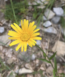 Buphthalmum salicifolium Weidenblättriges Rindsauge  Buphthalmum salicifolium,Geotagged,Switzerland