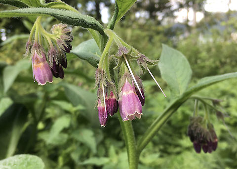 Symphytum officinale Echter Beinwell  Common comfrey,Geotagged,Switzerland,Symphytum officinale