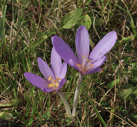 Colchicum autumnale Herbst-Zeitlose  Autumn crocus,Colchicum autumnale,Fall,Geotagged,Switzerland
