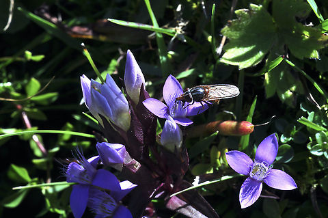 Gentianella campestris Feldkranzenzian Fall,Field Gentian,Gentianella campestris,Geotagged,Switzerland