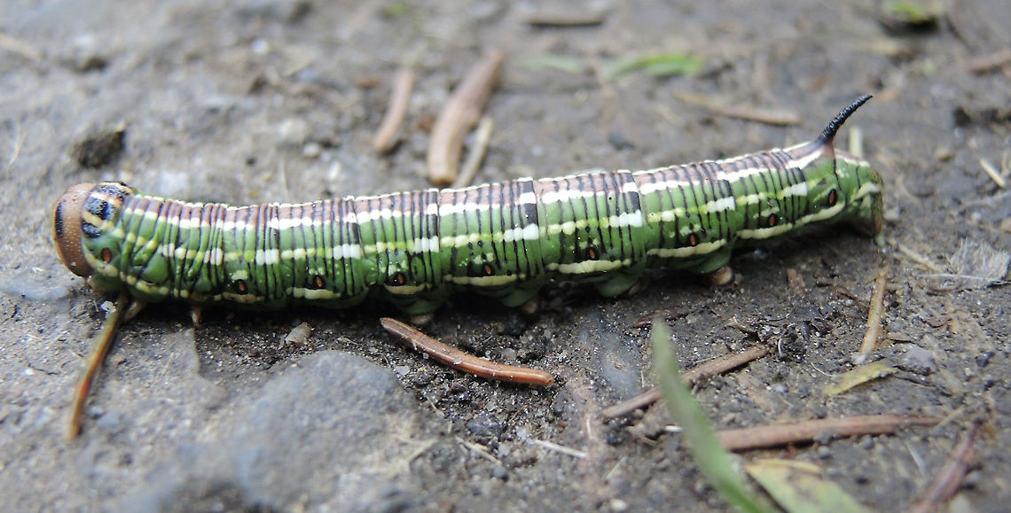 Sphinx pinastri Kiefernspinner  Fall,Geotagged,Pine hawk-moth,Sphinx pinastri,Switzerland