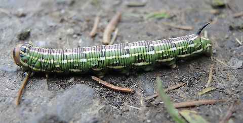 Sphinx pinastri Kiefernspinner  Fall,Geotagged,Pine hawk-moth,Sphinx pinastri,Switzerland
