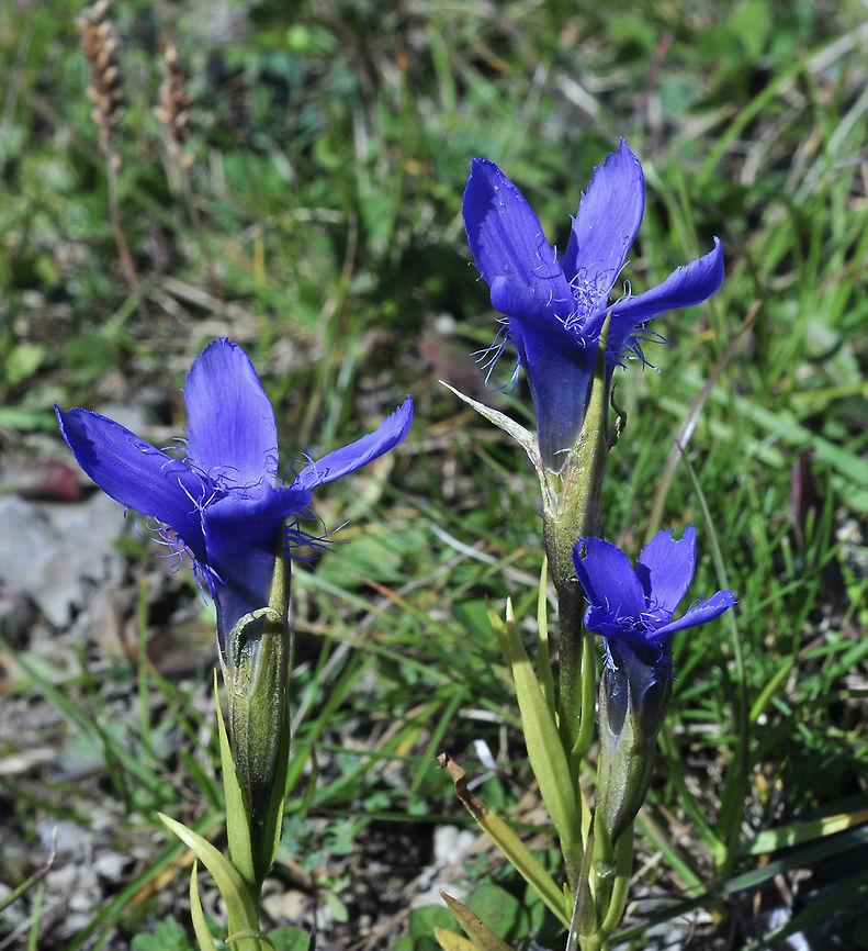 Gentiana ciliata Gefranster Enzian  Fall,Fringed Gentian,Gentianopsis ciliata,Geotagged,Switzerland